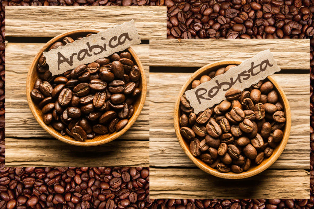 Premium Coorg Coffee